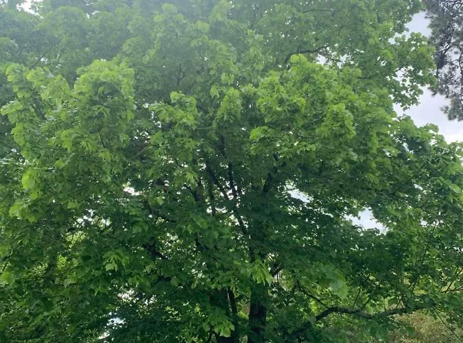 فندق مبيت وإفطار 37 3*