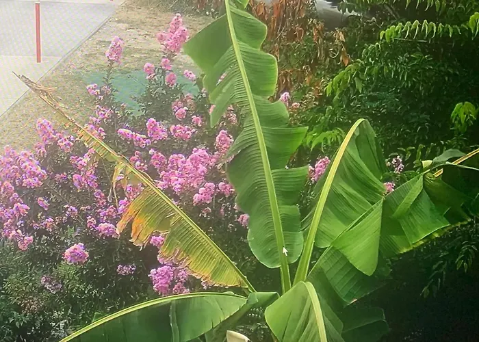 37 3* فييُناف دورنو